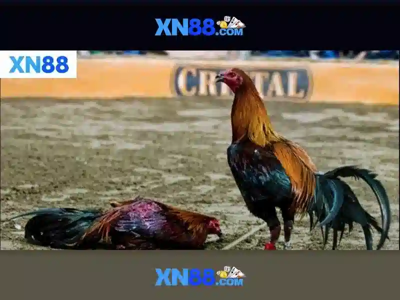 xn88 ampleur.jp***.com – Tổng quan chủ đề và giá trị cốt lõi