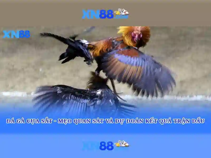 Xn88: Tổng quan và đánh giá
