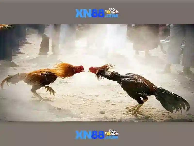 Kết luận và tương lai của xn88