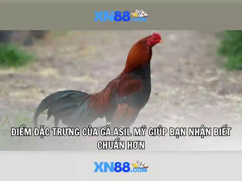 Lịch sử của xn88