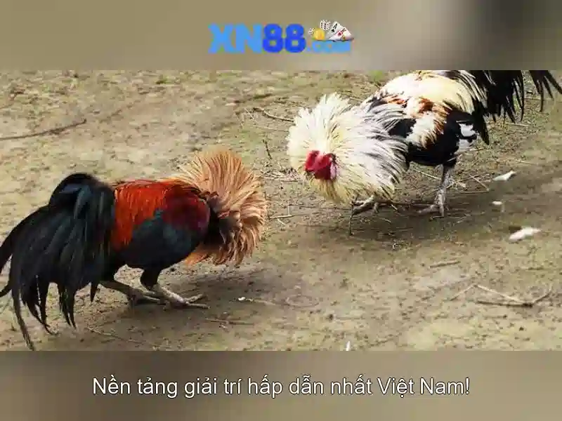 Danh mục trò chơi và nhà cái
