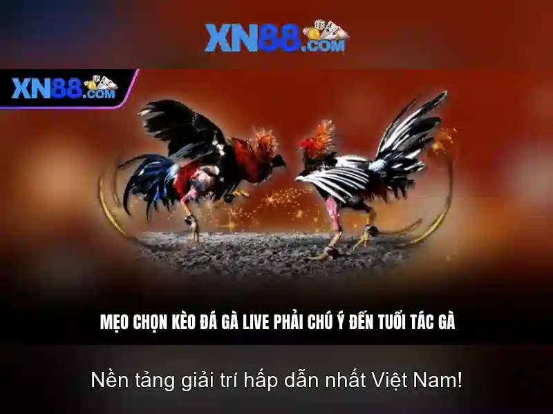 Giới thiệu xn88 và những điều bạn cần biết