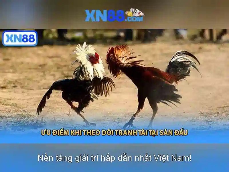 Nền tảng và tính năng nổi bật